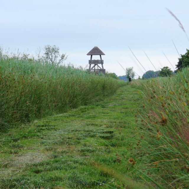Moeraslandschap in Nationaal Park De Alde Feanen