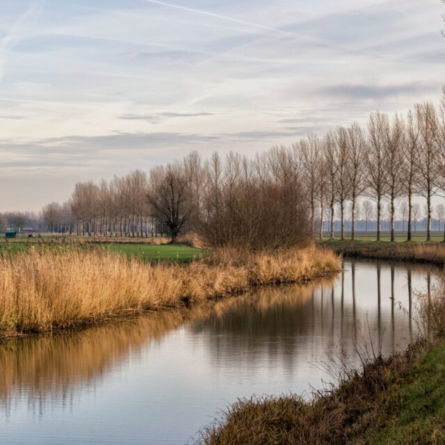 Landschap in de Dordtse Biesbosch