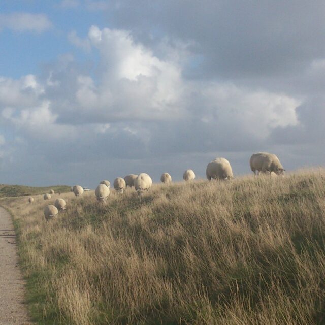 Duin- en kwelderlandschap in Nationaal Park Duinen van Texel