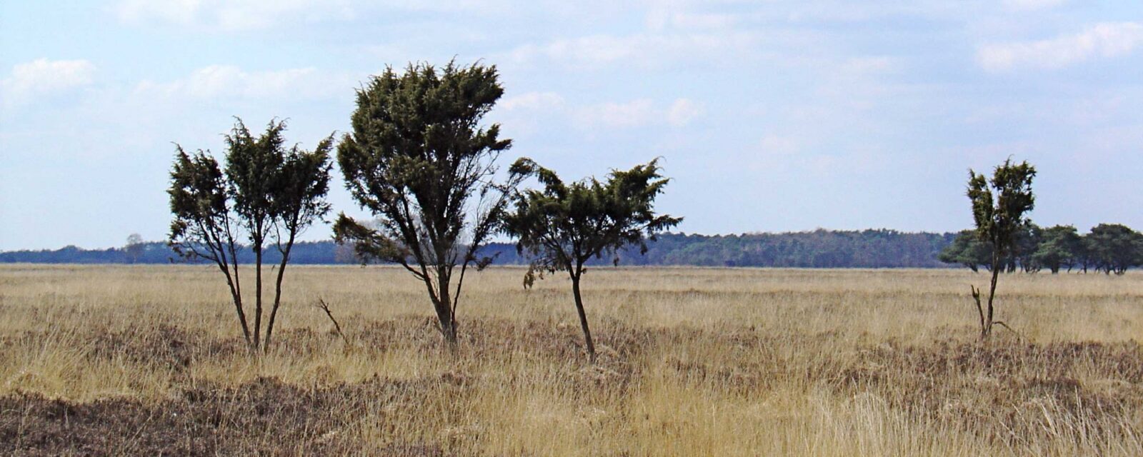 Heidelandschap in Nationaal Park Dwingelderveld