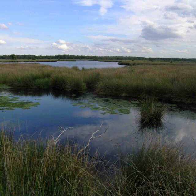 Hoogveenlandschap in Nationaal Park De Groote Peel