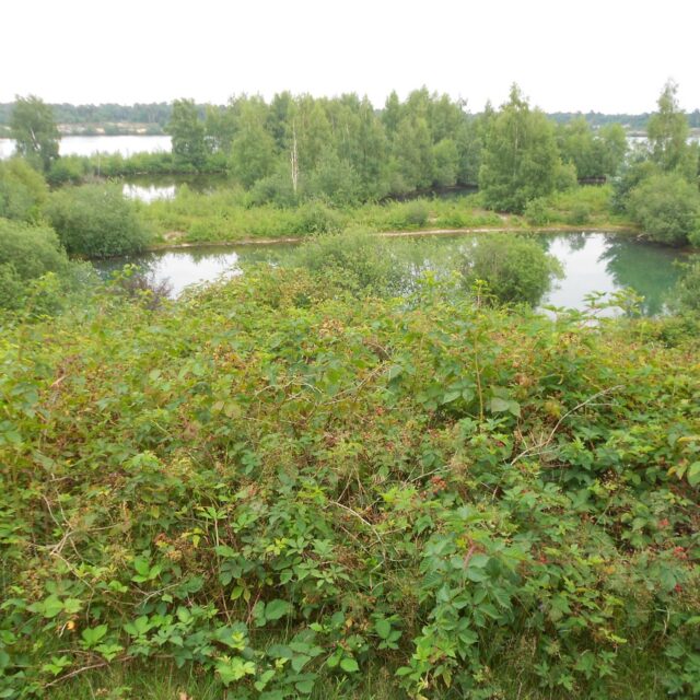 Landschap in Nationaal Park De Maasduinen