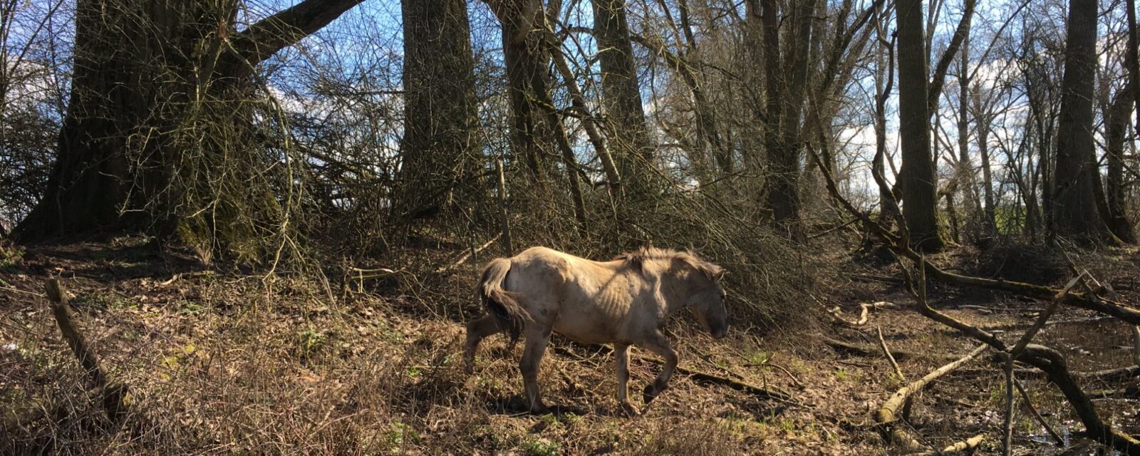 Riviernatuur in de Millingerwaard, Gelderse Poort