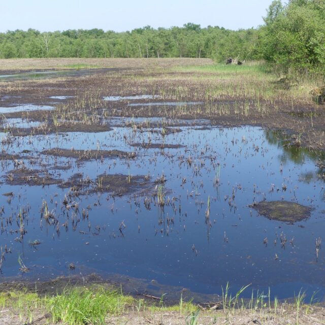 Waterlandschap in het Naardermeer