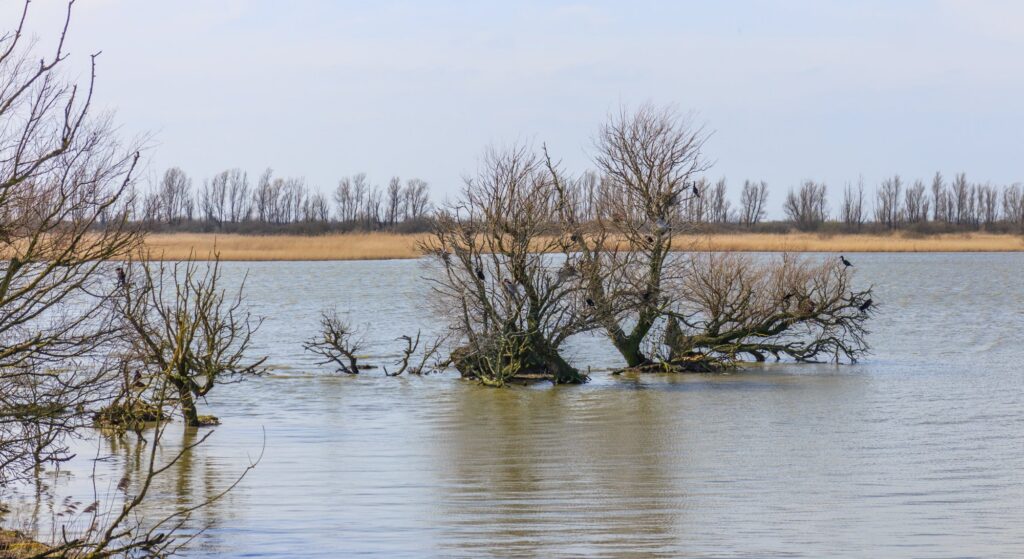 Oostvaardersplassen