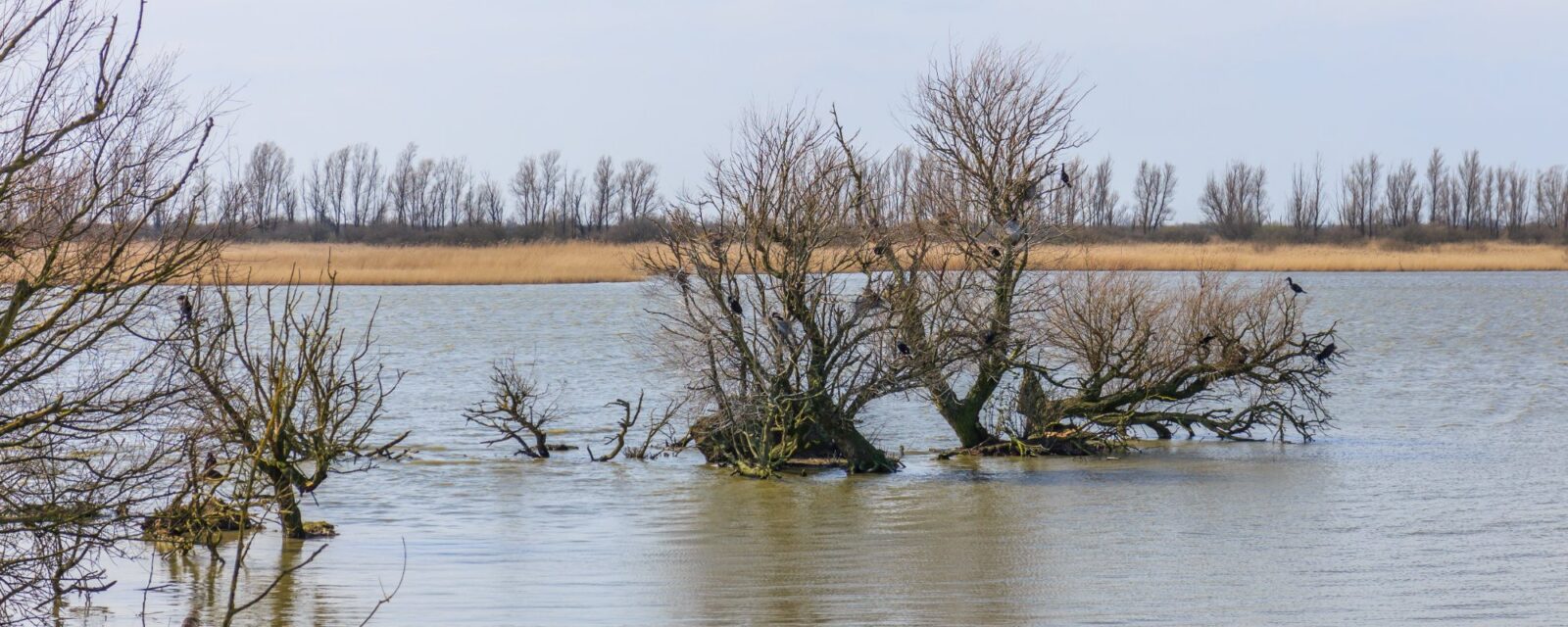 Uitzicht over de Oostvaardersplassen vanuit vogelkijkhut De Schollevaar