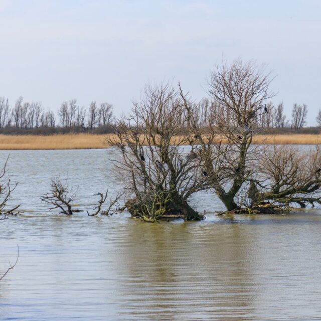 Uitzicht over de Oostvaardersplassen vanuit vogelkijkhut De Schollevaar