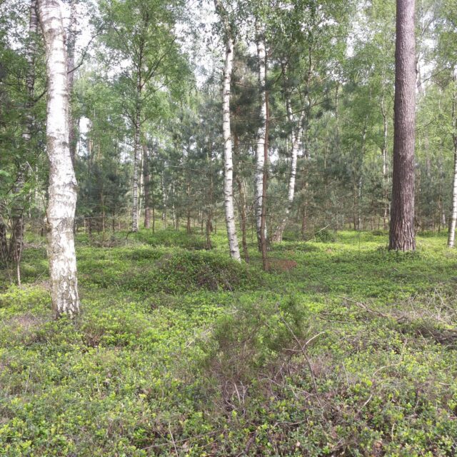 Heidelandschap op de Sallandse Heuvelrug