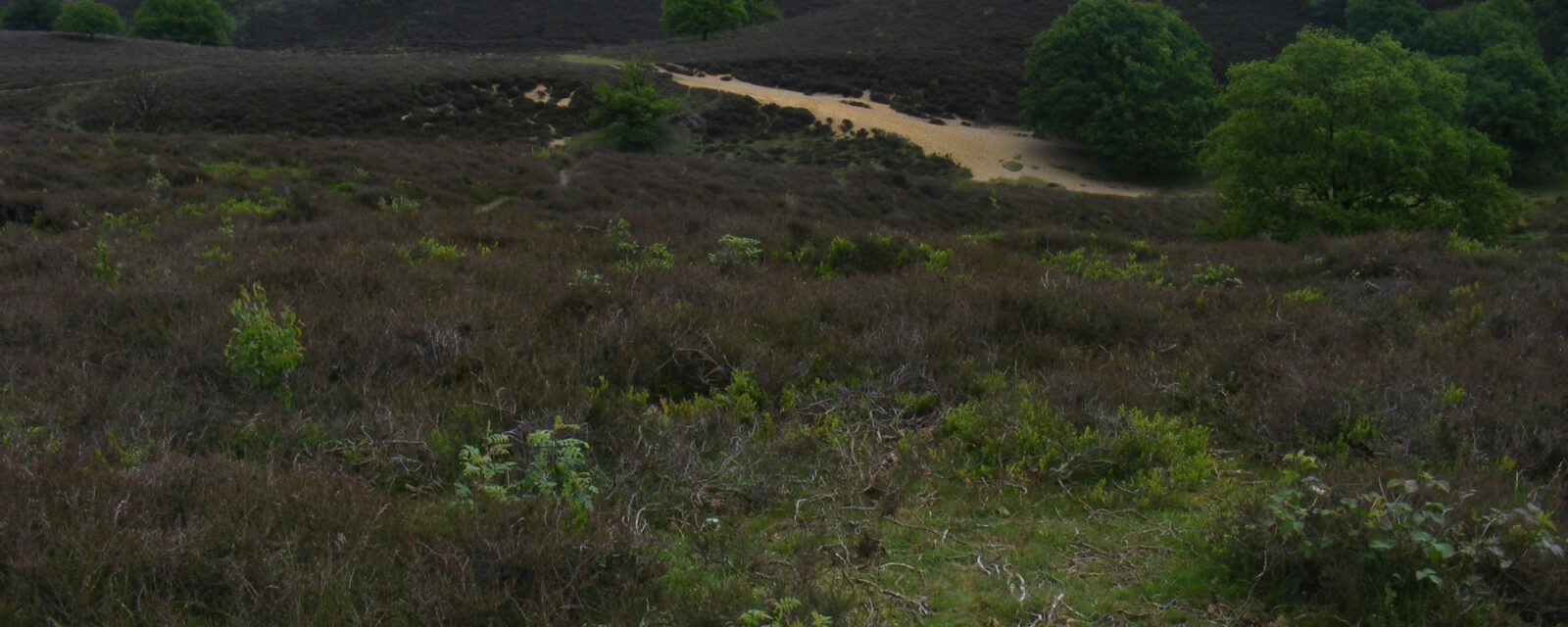 Heidelandschap op de Posbank, Nationaal Park Veluwezoom