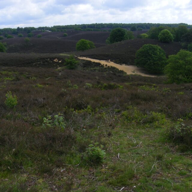 Heidelandschap op de Posbank, Nationaal Park Veluwezoom