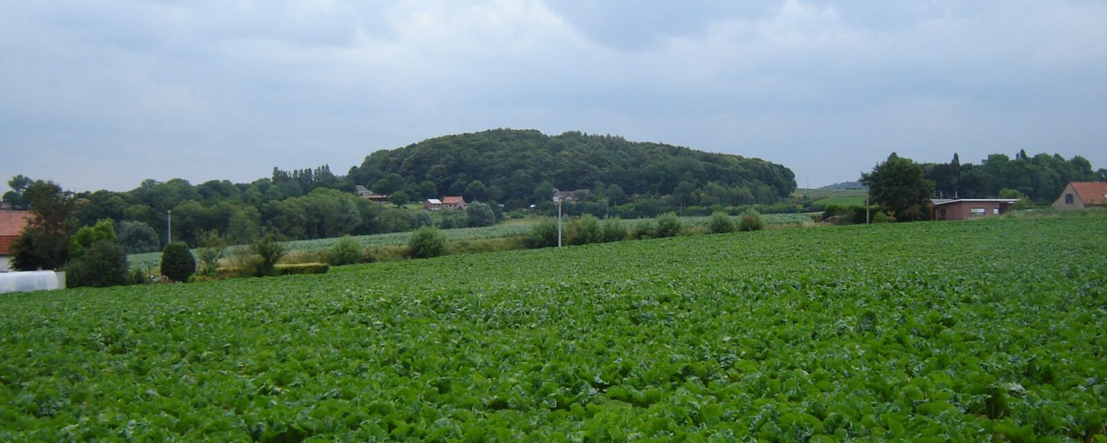 Heuvellandschap in Zuid-Limburg