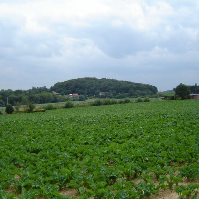 Heuvellandschap in Zuid-Limburg
