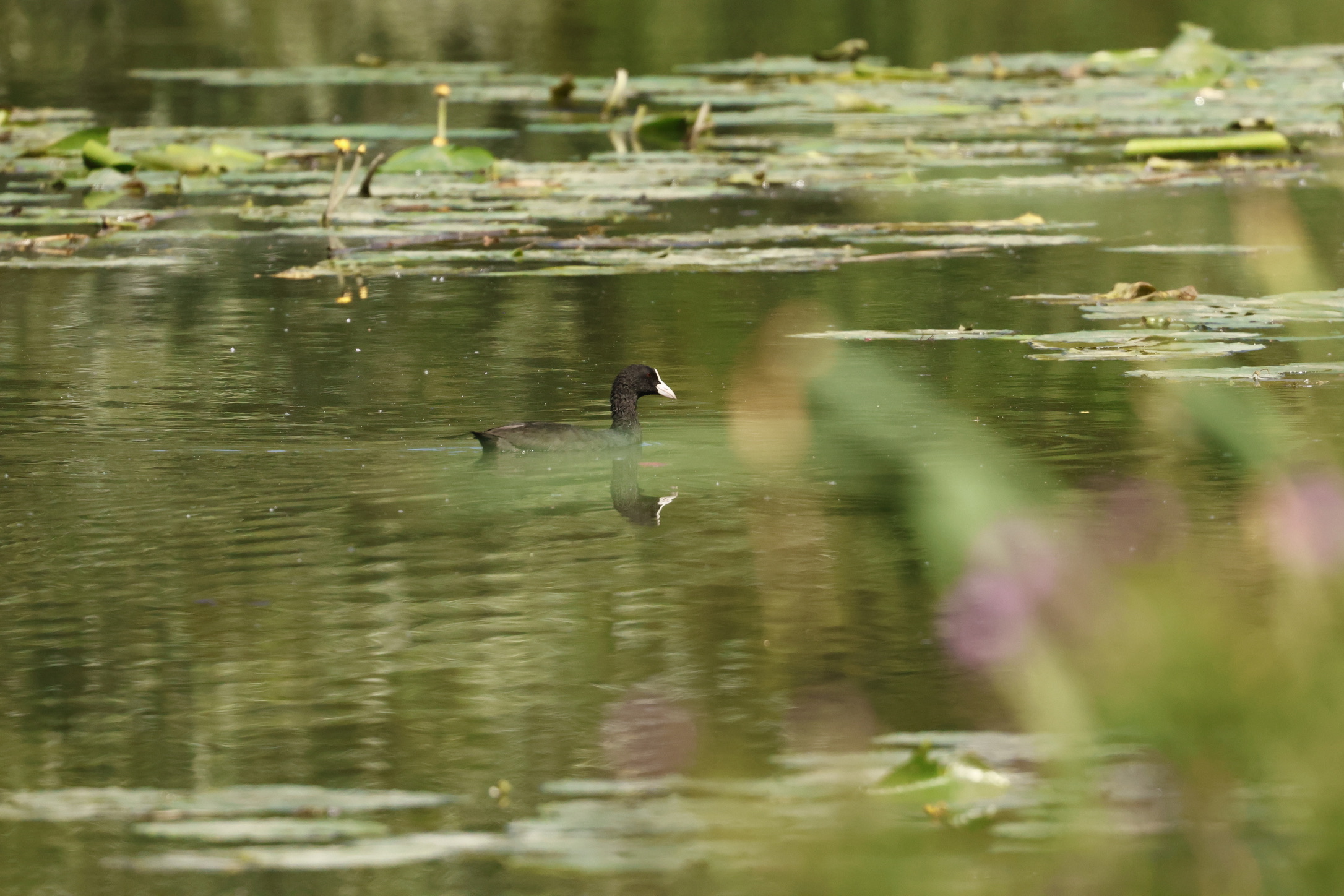 Meerkoet zwemmend tussen gele plomp en waterlelieblad