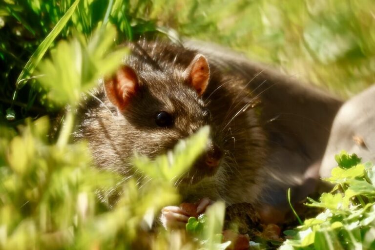 Bruine rat