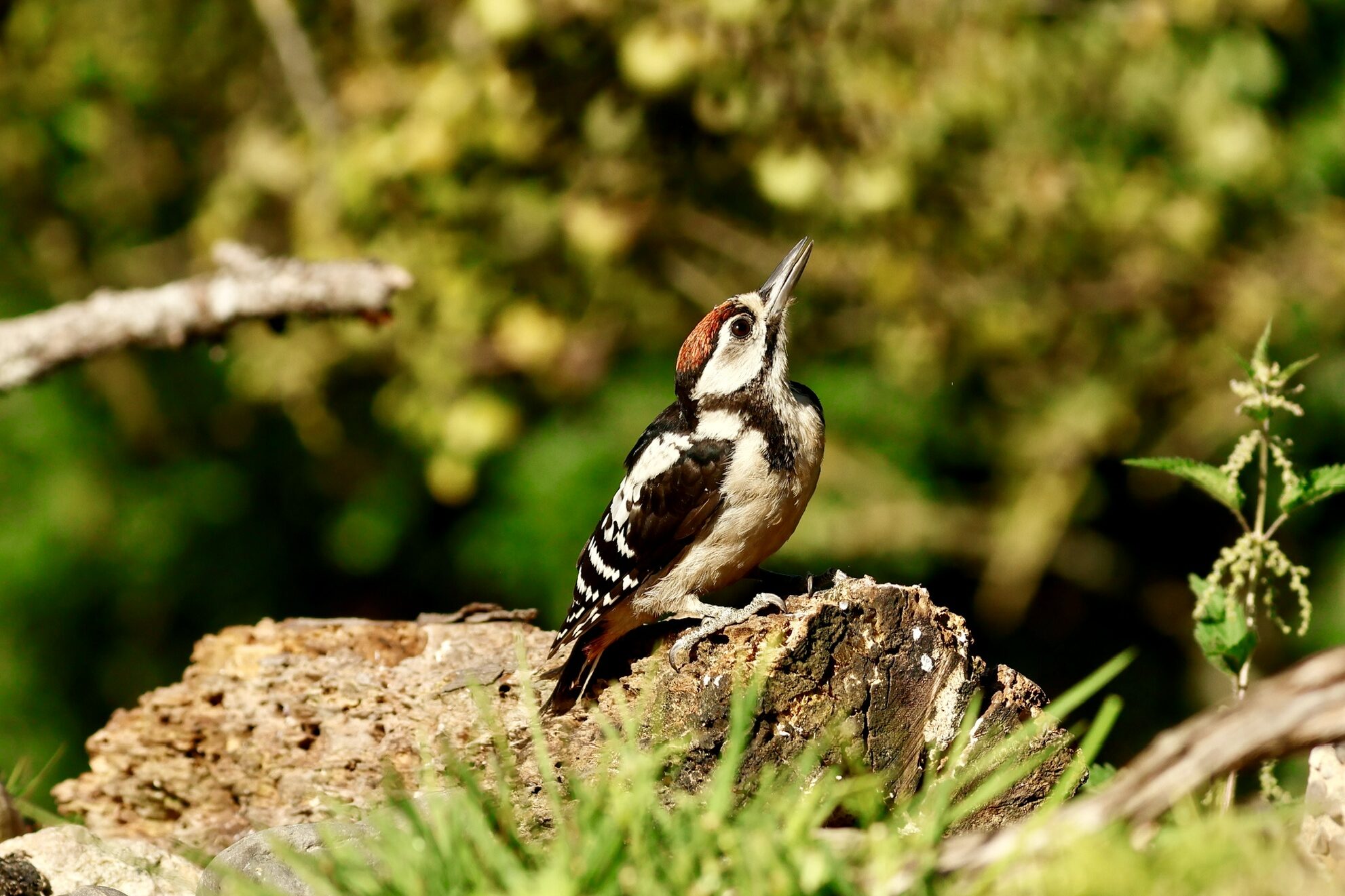 Jonge grote bonte specht met volledig rode kruin op een boomstronk