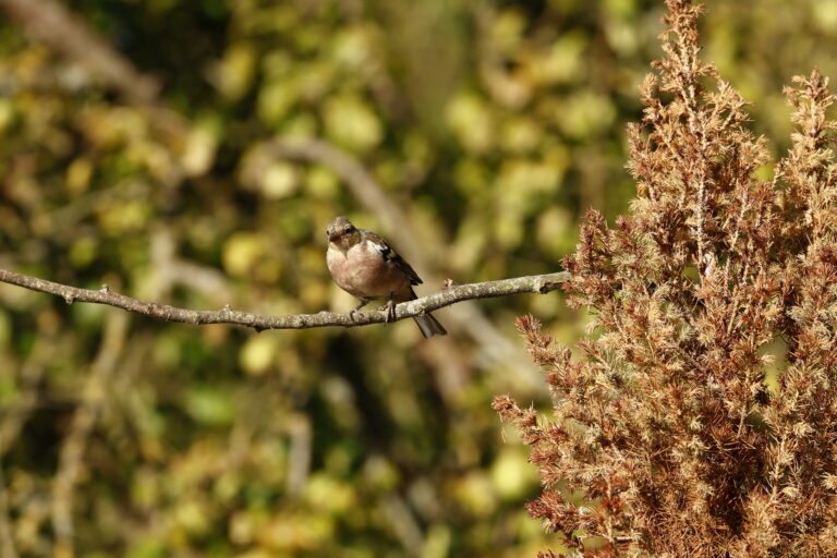 Vink