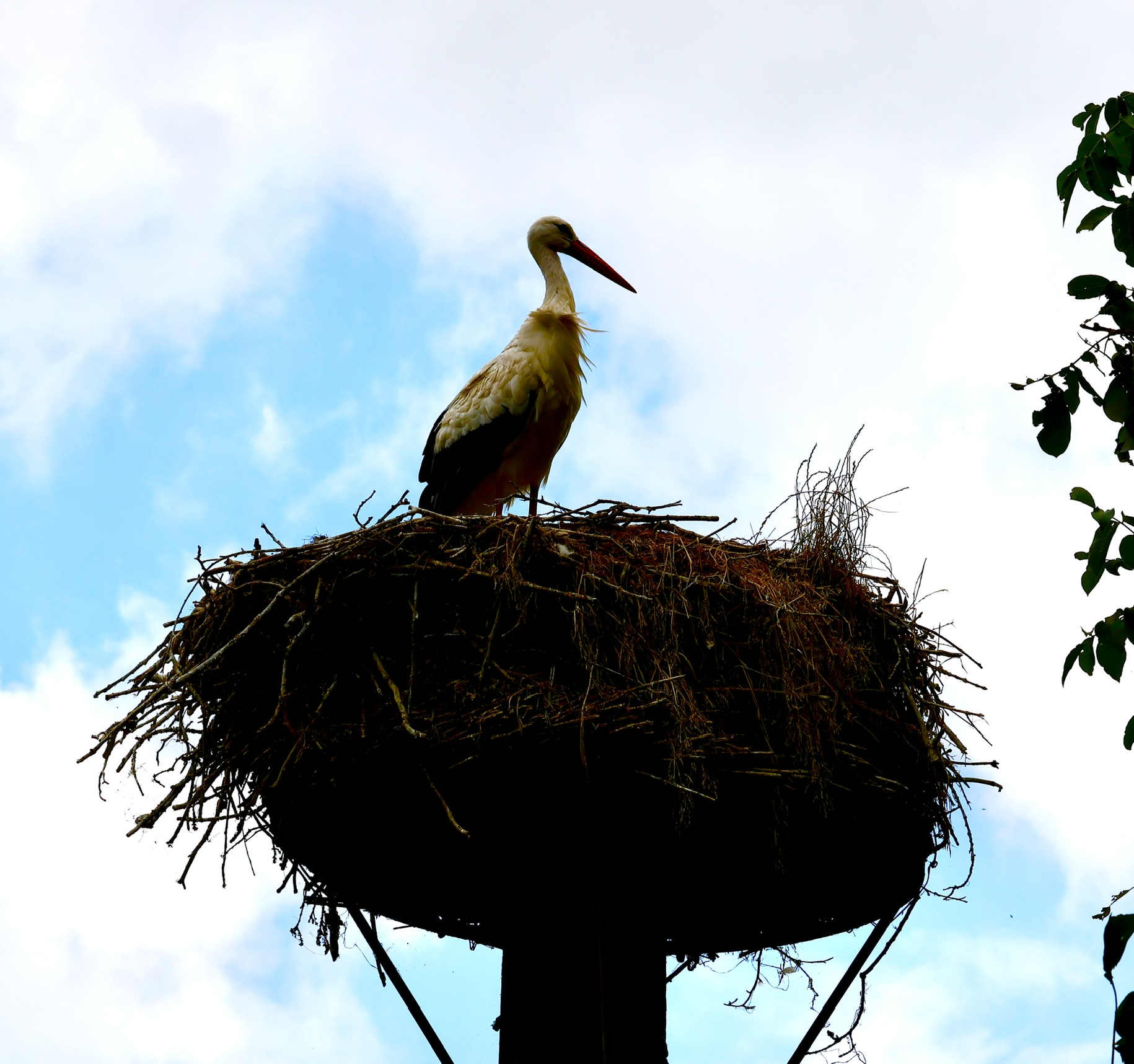Ooievaar op een groot takkennest op een paal, tegen een bewolkte lucht