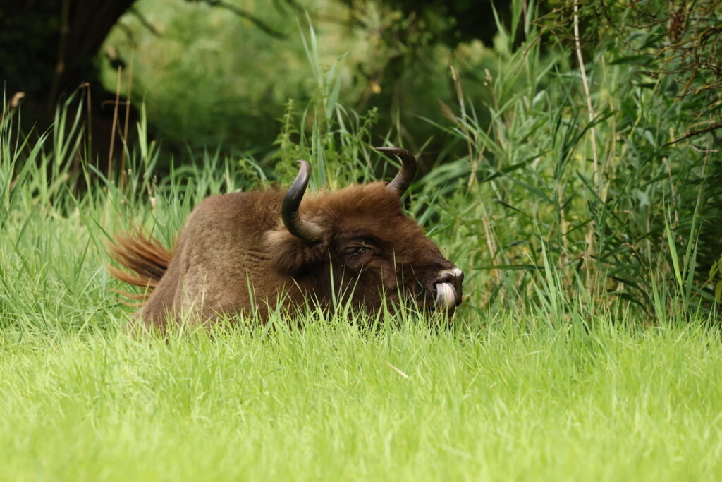 Wisent liggend in hoog gras voor een rietkraag