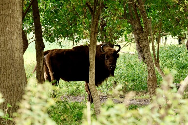 Wisent