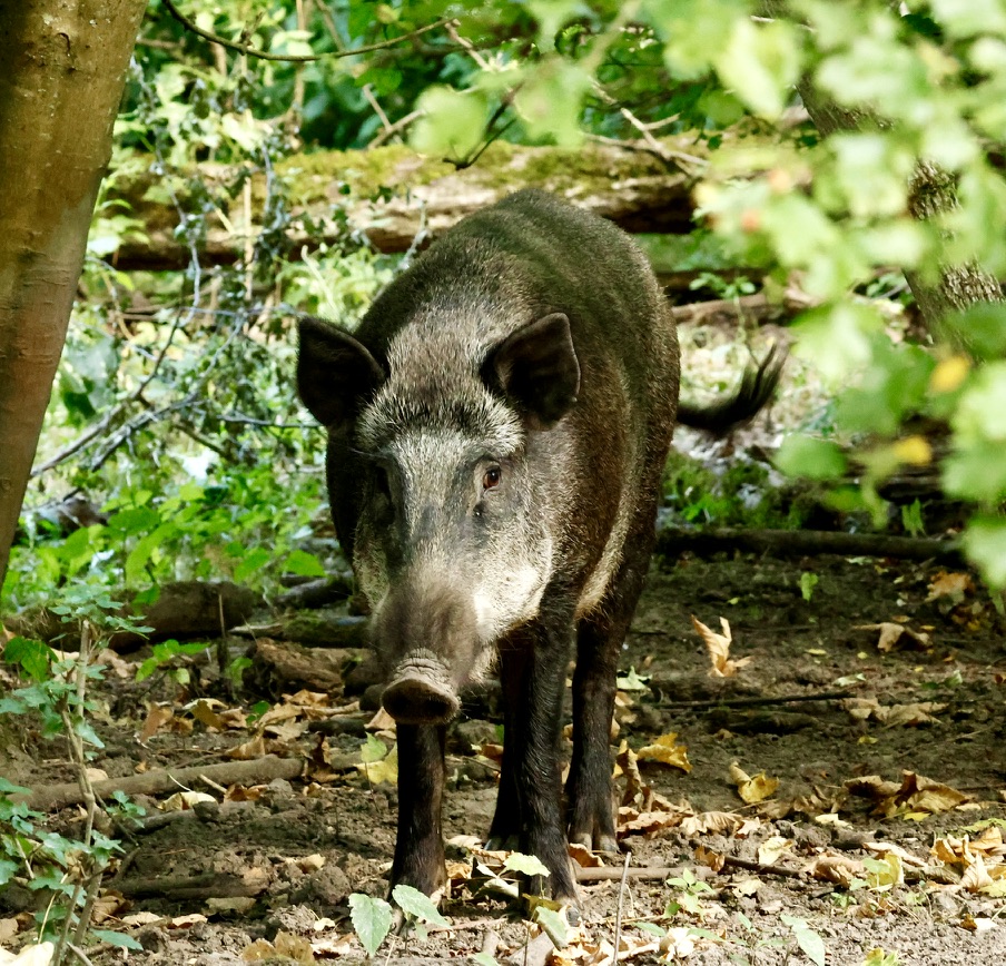 Wild zwijn op een open plek in het bos, tussen afgevallen blad