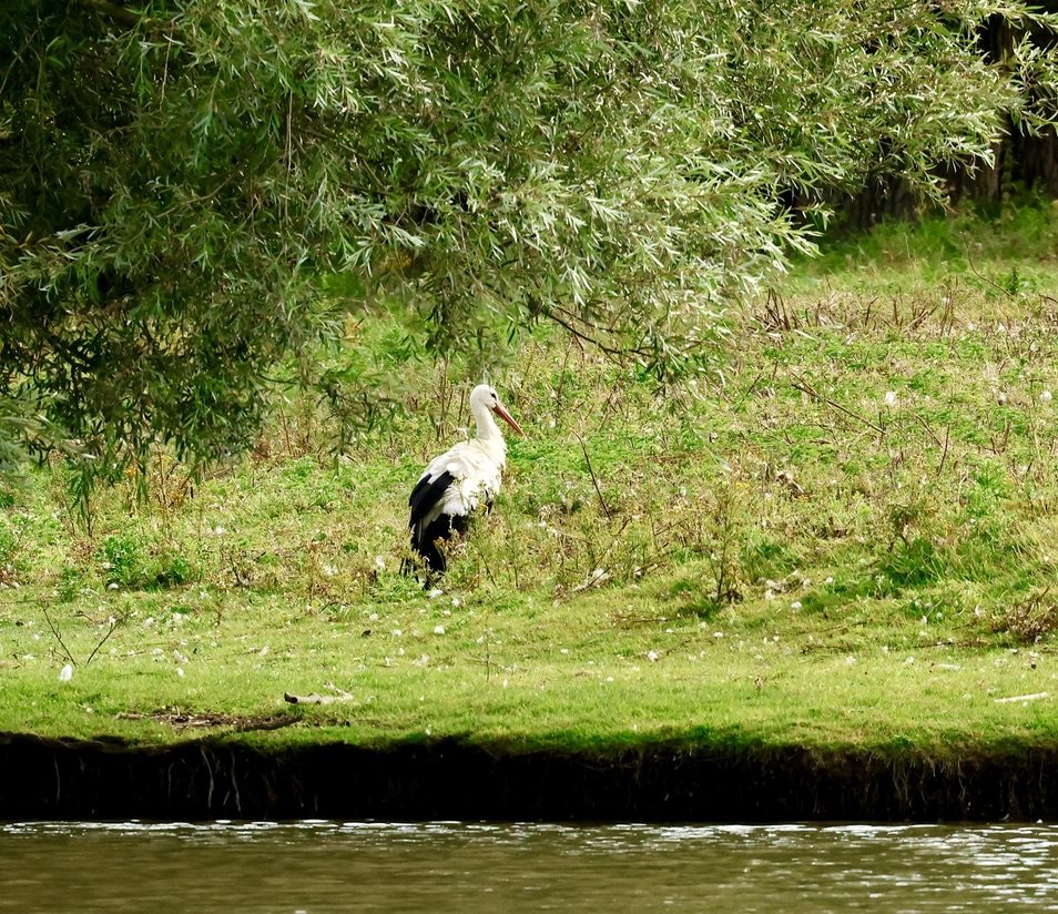 Ooievaar in het gras op een oever, onder een wilg