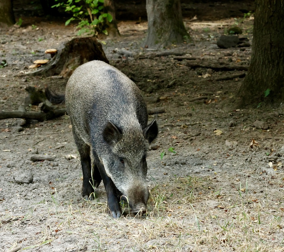 Wild zwijn dat met de snuit in de zandgrond wroet