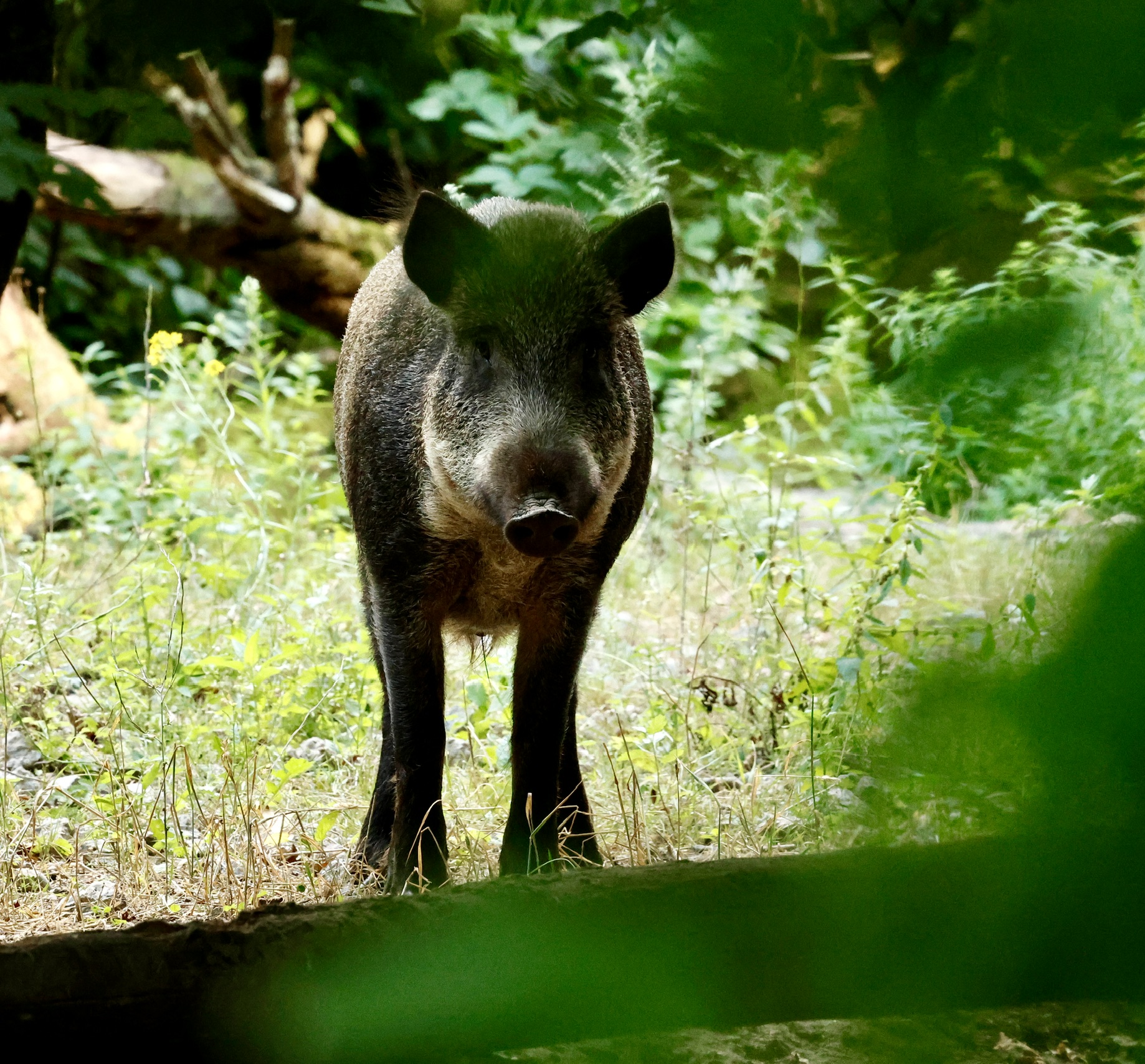 Wild zwijn dat frontaal tussen de vegetatie door kijkt