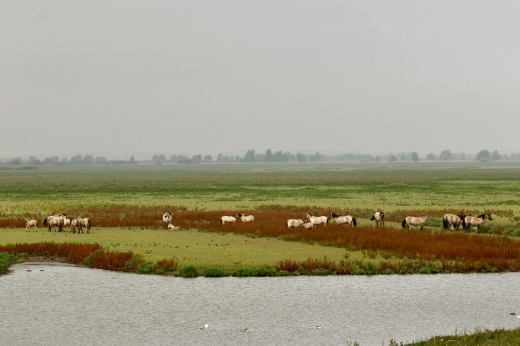 Konikpaarden verspreid over de vlakte bij het water