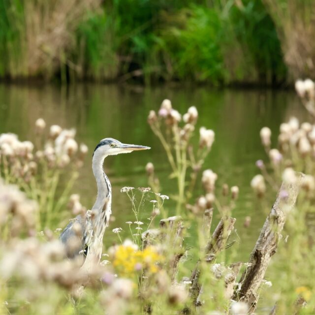 Blauwe reiger tussen uitgebloeide distels aan de oever