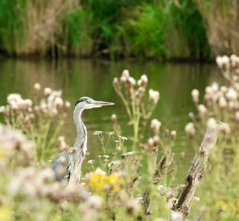 Blauwe reiger