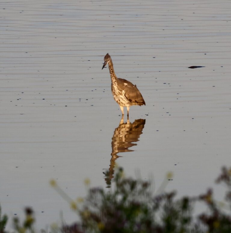 Purperreiger