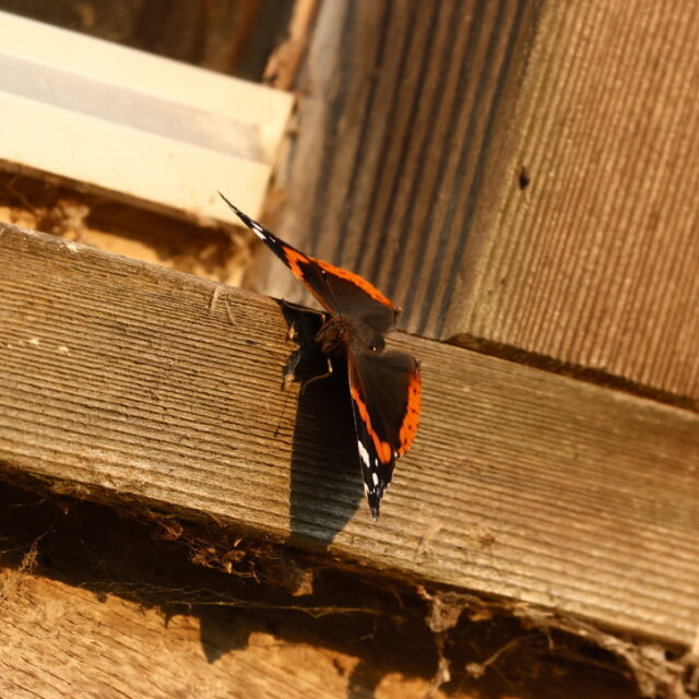 Atalanta met open vleugels op een houten balk in de zon