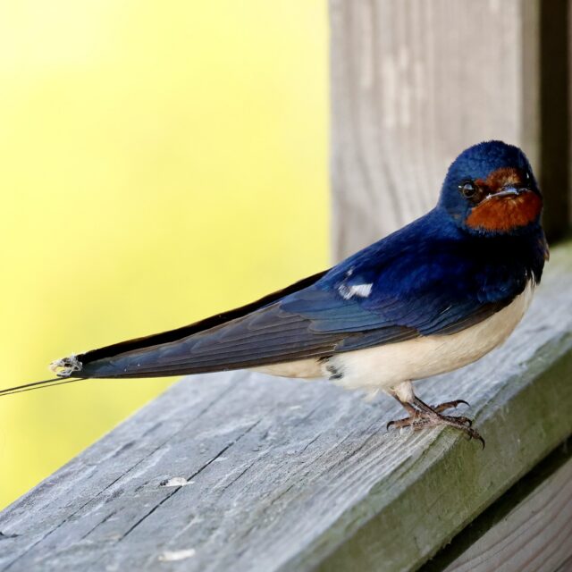 Boerenzwaluw met blauwe rug en roestbruine keel op een houten balk