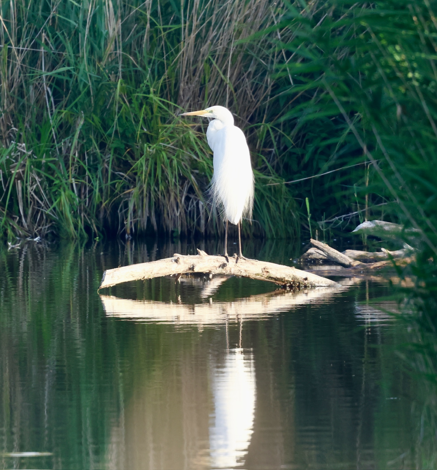 Grote zilverreiger op een boomstam in het water, met spiegeling