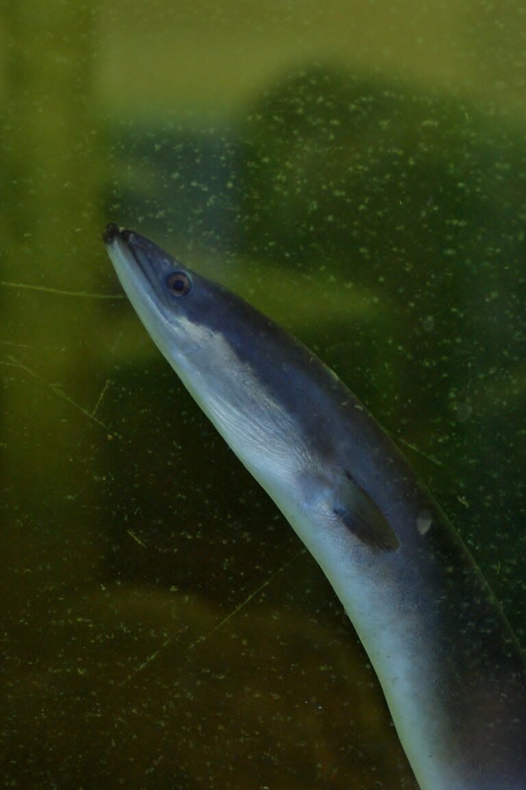 Aal