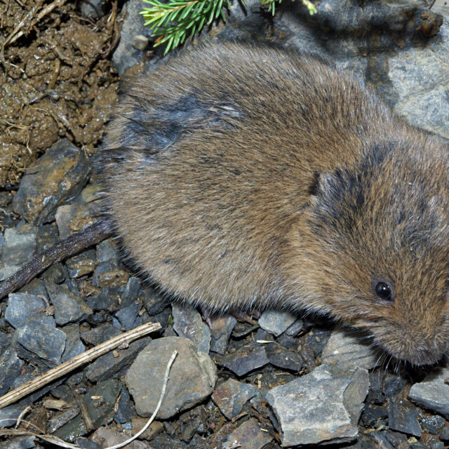 Aardmuis in Nederland