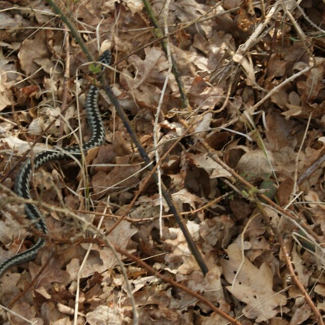 Adder
