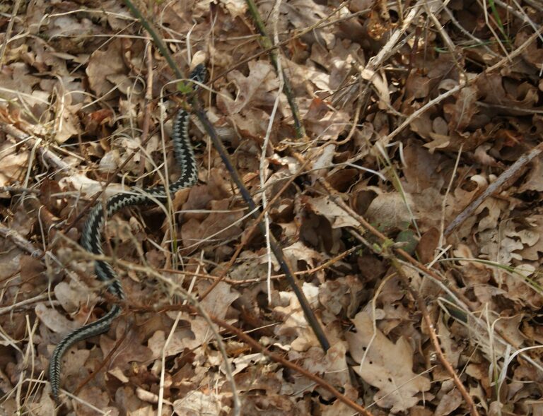 Adder