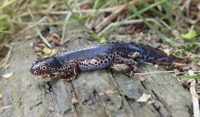 Alpenwatersalamander