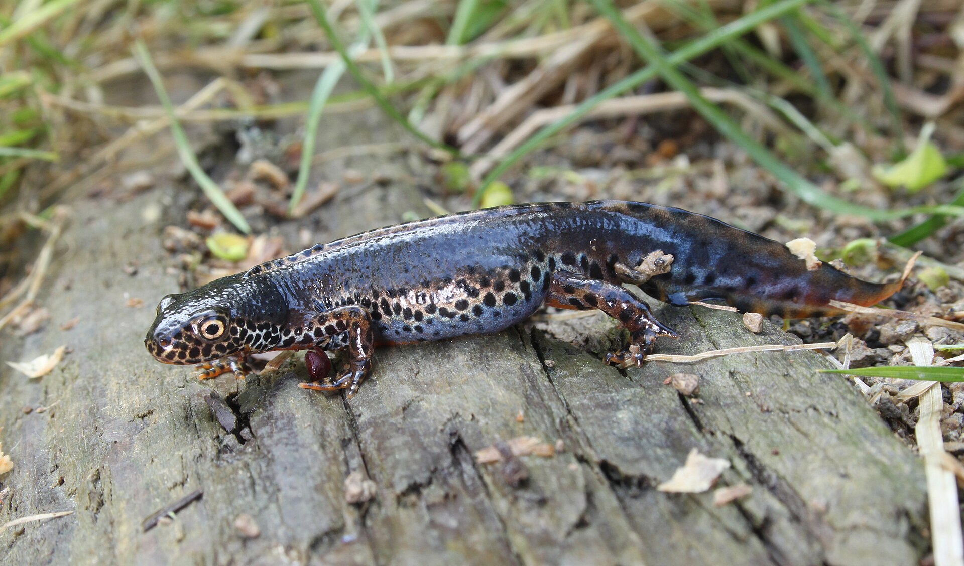 Alpenwatersalamander