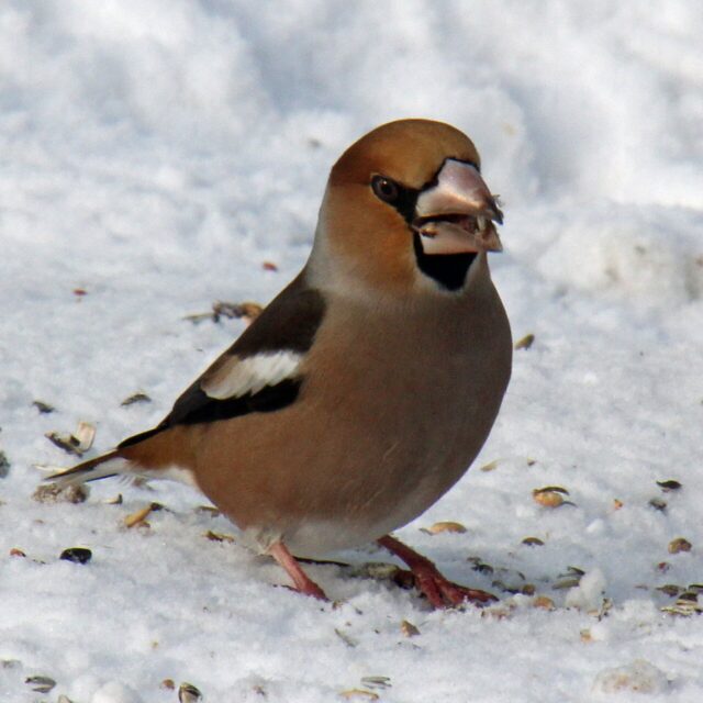 Appelvink