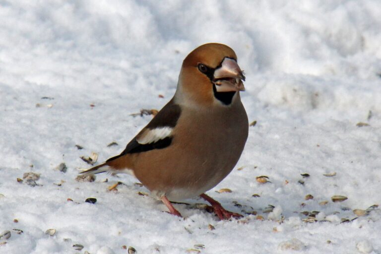 Appelvink