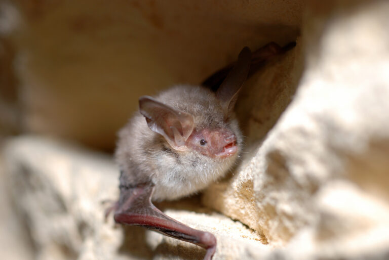 Bechsteins vleermuis