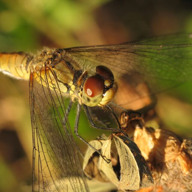 Bloedrode heidelibel