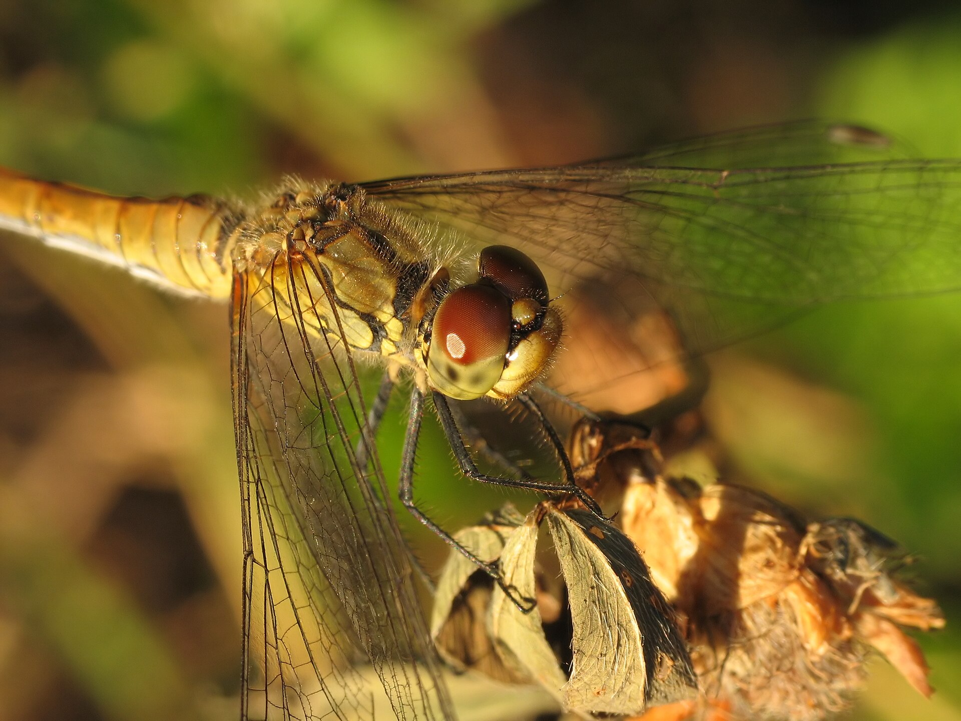 Bloedrode heidelibel