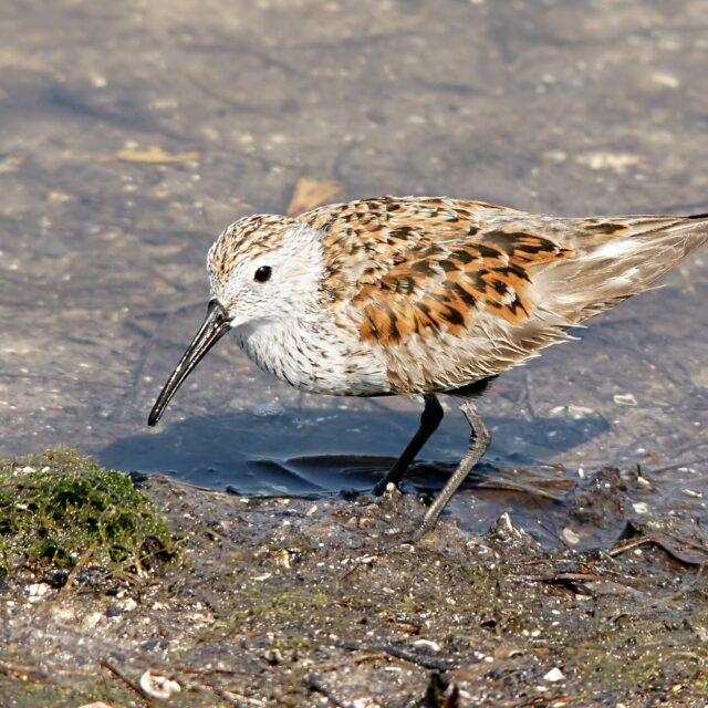 Bonte strandloper