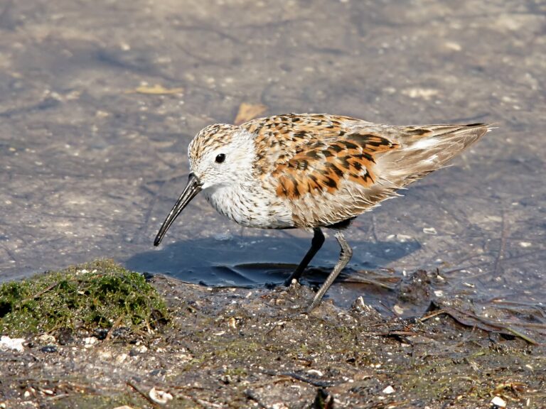 Bonte strandloper
