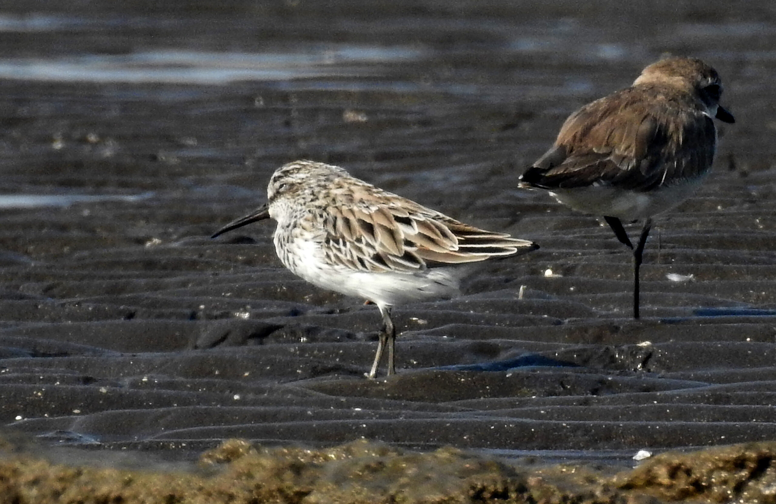 Breedbekstrandloper in Nederland