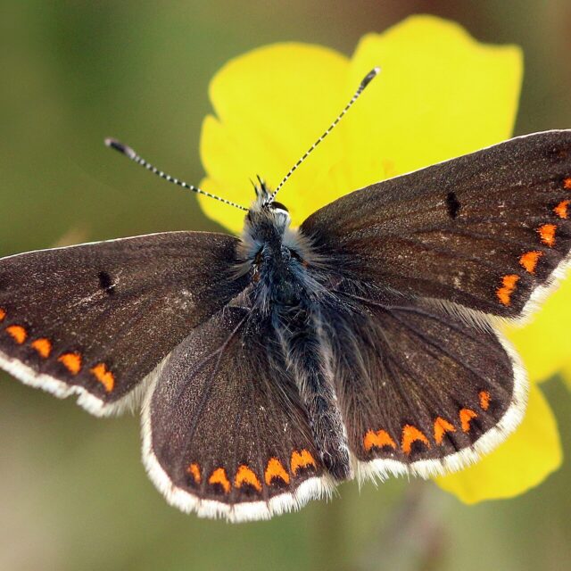 Bruin blauwtje