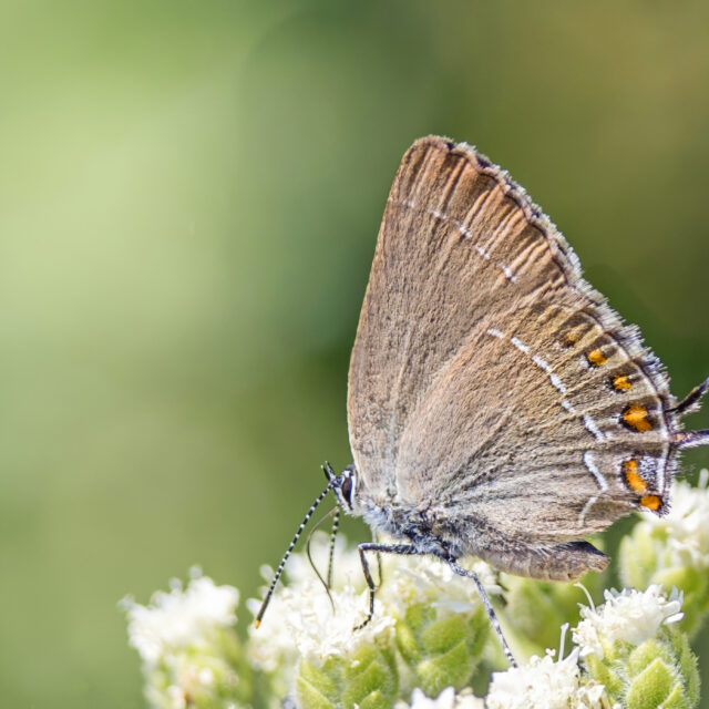 Bruine eikenpage in Nederland
